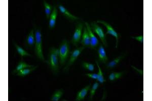 Immunofluorescence staining of Hela cells with ABIN7161322 at 1:200, counter-stained with DAPI. (Neuroligin 4 antibody  (AA 383-494))