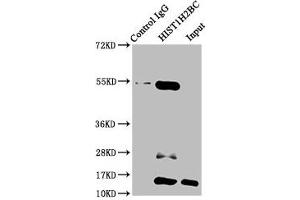 Immunoprecipitating HIST1H2BC in HepG2 whole cell lysate (treated with 30 mM sodium butyrate for 4h) Lane 1: Rabbit control IgG instead of ABIN7139161 in HepG2 whole cell lysate (treated with 30 mM sodium butyrate for 4h). (Histone H2B antibody  (acLys15))