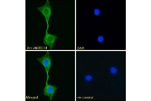 ABIN768617 Immunofluorescence analysis of paraformaldehyde fixed NIH3T3 cells, permeabilized with 0. (NOTCH4 antibody  (AA 1261-1273))