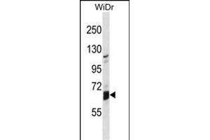 GLB1L Antibody (N-term) (ABIN1539000 and ABIN2849961) western blot analysis in WiDr cell line lysates (35 μg/lane). (GLB1L antibody  (N-Term))