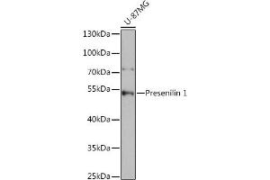 Western blot analysis of extracts of U-87MG cells, using Presenilin 1 antibody (ABIN3023159, ABIN3023160, ABIN3023161 and ABIN6219418) at 1:1000 dilution. (Presenilin 1 antibody  (AA 1-160))