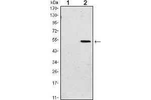 Western blot analysis using SUZ12 mAb against HEK293 (1) and SUZ12(AA: 533-739)-hIgGFc transfected HEK293 (2) cell lysate. (SUZ12 antibody)