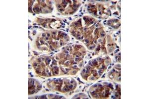 Immunohistochemistry analysis in formalin fixed and paraffin embedded human stomach tissue reacted with BMP14 / GDF5 Antibody (C-term) followed by peroxidase conjugation of the secondary antibody and DAB staining. (GDF5 antibody  (C-Term))