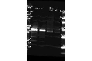 Goat anti Peroxidase antibody was used to detect horse radish peroxidase under reducing and non-reducing conditions. (Peroxidase antibody)