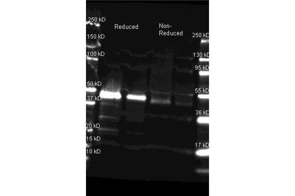 Peroxidase antibody