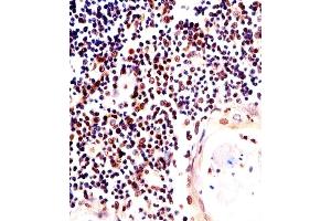 Immunohistochemical analysis of paraffin-embedded H. (H2AFX antibody  (C-Term))