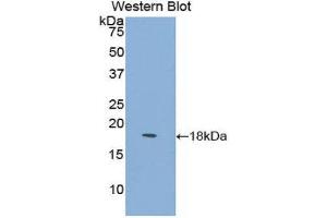 Western Blotting (WB) image for anti-Lymphocyte Antigen 96 (LY96) (AA 16-160) antibody (ABIN1176653) (LY96 antibody  (AA 16-160))