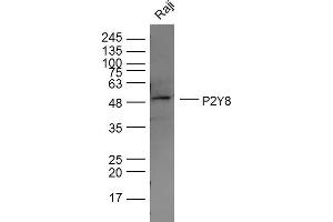 Raji lysates probed with P2Y8 Polyclonal Antibody, Unconjugated  at 1:300 dilution and 4˚C overnight incubation. (P2RY8 antibody  (AA 131-230))