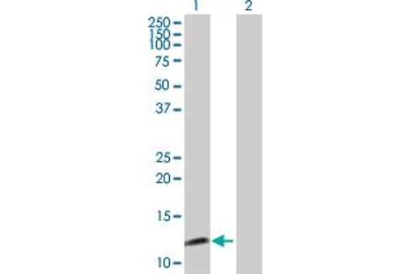 SYCN antibody  (AA 1-134)