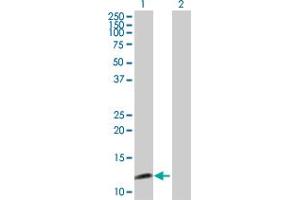 Western Blot analysis of SYCN expression in transfected 293T cell line by SYCN MaxPab polyclonal antibody. (SYCN antibody  (AA 1-134))