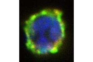 Immunofluorescence (IF) image for anti-Ectonucleotide pyrophosphatase/phosphodiesterase 3 (ENPP3) antibody (PE) (ABIN400883) (ENPP3 antibody  (PE))