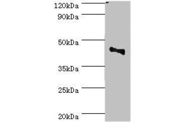 CBX8 抗体  (AA 80-280)
