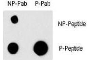 Dot blot analysis of phospho-EGFR antibody and nonphos EGFR pAb.