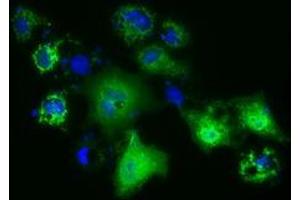 Anti-PANK2 mouse monoclonal antibody (ABIN2453419) immunofluorescent staining of COS7 cells transiently transfected by pCMV6-ENTRY PANK2 (RC215676). (PANK2 antibody)