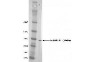 Image no. 1 for anti-Heterogeneous Nuclear Ribonucleoprotein A1 (HNRNPA1) antibody (ABIN108583) (HNRNPA1 antibody)