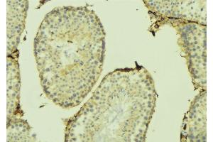 ABIN6274741 at 1/100 staining Mouse testis tissue by IHC-P. (MRPL41 antibody  (C-Term))
