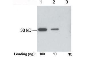 Lane 1-2: B-tag fusion protein in E. (B Tag antibody)