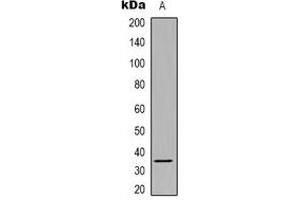 Western blot analysis of SRSF8 expression in Hela (A) whole cell lysates. (SFRS2B antibody)