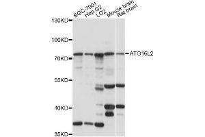 Western blot analysis of extracts of various cell lines, using ATG16L2 antibody (ABIN6294039) at 1:1000 dilution. (ATG16L2 antibody)