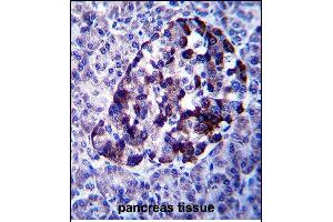 MID2 Antibody (C-term) (ABIN657562 and ABIN2846569) immunohistochemistry analysis in formalin fixed and paraffin embedded human pancreas tissue followed by peroxidase conjugation of the secondary antibody and DAB staining. (Midline 2 antibody  (C-Term))