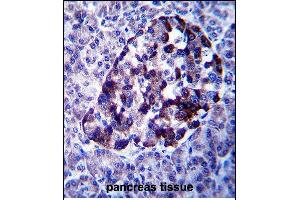 MID2 Antibody (C-term) (ABIN657562 and ABIN2846569) immunohistochemistry analysis in formalin fixed and paraffin embedded human pancreas tissue followed by peroxidase conjugation of the secondary antibody and DAB staining. (Midline 2 antibody  (C-Term))