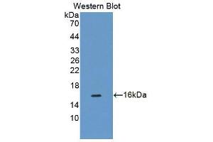 Western blot analysis of the recombinant protein. (CDK2AP1 antibody  (AA 1-115))