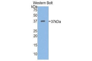 Western Blotting (WB) image for anti-Periplakin (PPL) (AA 1439-1716) antibody (ABIN1860294) (PPL antibody  (AA 1439-1716))
