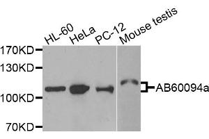 Western blot analysis of extracts of various cells, using ADAMTS5 antibody. (ADAMTS5 antibody)
