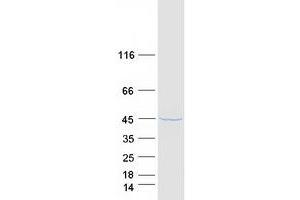 Validation with Western Blot (GMPR2 Protein (Transcript Variant 1) (Myc-DYKDDDDK Tag))