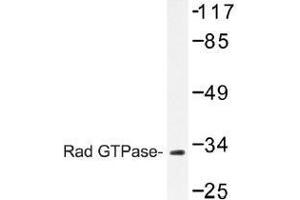 Image no. 1 for anti-RAS (RAD and GEM)-Like GTP-Binding 1 (REM1) antibody (ABIN317842)