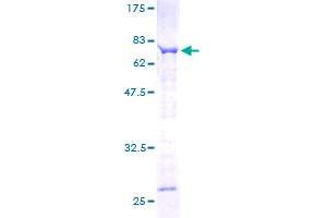 SPAG6 Protein (AA 1-458) (GST tag)