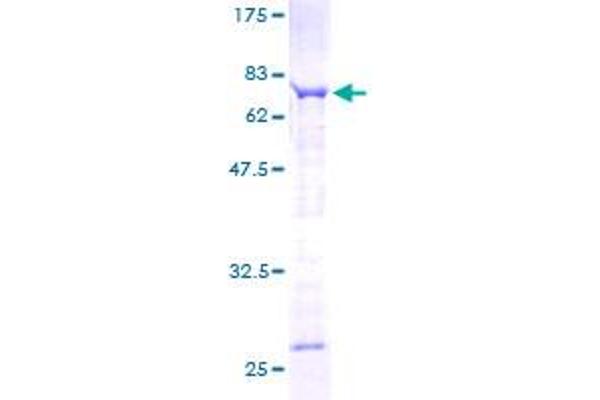 SPAG6 Protein (AA 1-458) (GST tag)