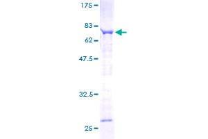 Image no. 1 for Sperm Associated Antigen 6 (SPAG6) (AA 1-458) protein (GST tag) (ABIN1321061)