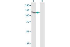 Western Blot analysis of SSH1 expression in transfected 293T cell line by SSH1 MaxPab polyclonal antibody. (SSH1 antibody  (AA 1-1049))