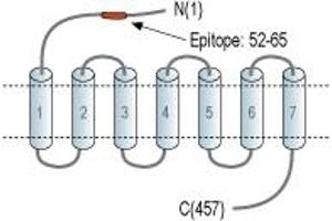Vasoactive Intestinal Peptide Receptor 1 (VIPR1) peptide