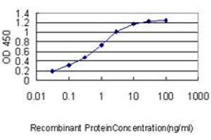 Detection limit for recombinant GST tagged FLNA is approximately 0. (Filamin A antibody  (AA 1-838))