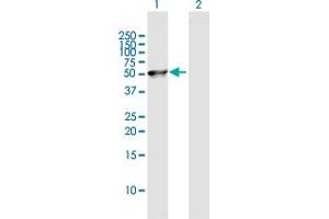 Western Blot analysis of C8orf30A expression in transfected 293T cell line by C8orf30A MaxPab polyclonal antibody. (FAM203B antibody  (AA 1-390))
