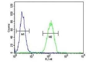 NEU1 antibody flow cytometric analysis of MDA-MB231 cells (green) compared to a negative control (blue). (NEU1 antibody  (AA 11-40))