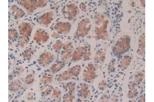 DAB staining on IHC-P; Samples: Human Stomach Tissue (Caspase 9 antibody  (AA 331-416))