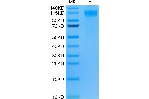 FLT3 Protein (AA 28-544) (Fc Tag)