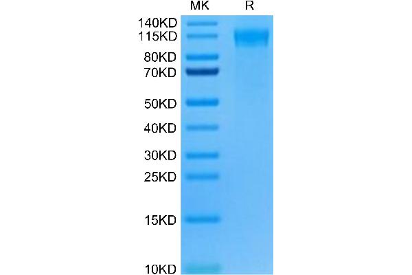 FLT3 Protein (AA 28-544) (Fc Tag)