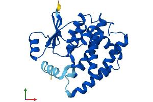 Protein Structure (PS) image for Glutathione S-Transferase alpha 1 (GSTA1) (AA 1-223) protein (His tag) (ABIN7562863)