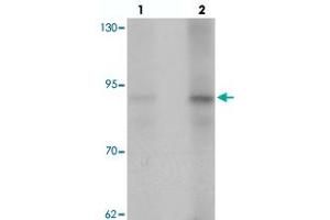 Western blot analysis of AFAP1 in HeLa cell lysate with AFAP1 polyclonal antibody  at (lane 1) 1 and (lane 2) 2 ug/mL.