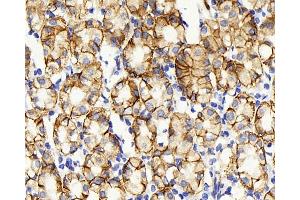 Immunohistochemistry analysis of paraffin-embedded human stomach using Claudin 5 Polyclonal Antibody at dilution of 1:400. (Claudin 5 antibody)