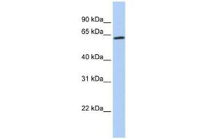 ZNF397 antibody used at 5 ug/ml to detect target protein. (ZNF397 antibody  (Middle Region))