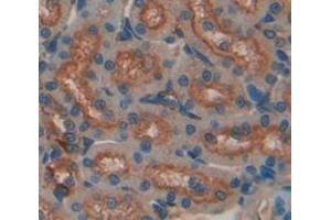 Figure. (GAL3ST1 antibody  (AA 215-423))