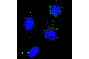 Fluorescent image of  cells stained with Beclin 1 antibody. (Beclin 1 antibody  (AA 100-123))