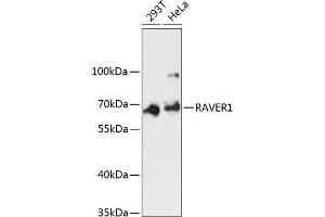 Western blot analysis of extracts of various cell lines, using R antibody (ABIN6130680, ABIN6146734, ABIN6146735 and ABIN6217020) at 1:3000 dilution. (RAVER1 antibody  (AA 390-490))