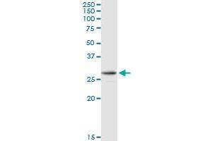 AK2 MaxPab rabbit polyclonal antibody. (Adenylate Kinase 2 antibody  (AA 1-239))