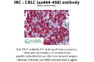 Image no. 1 for anti-Cbl proto-oncogene C (CBLC) (AA 444-458) antibody (ABIN1732716) (CBLC antibody  (AA 444-458))